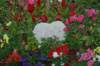 dsc_0335_small.jpg