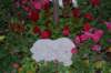 dsc_0357_small.jpg