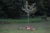 dsc_0367_small.jpg