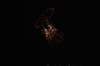 dsc_0197_small.jpg