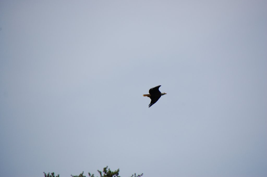 dsc_0063.jpg