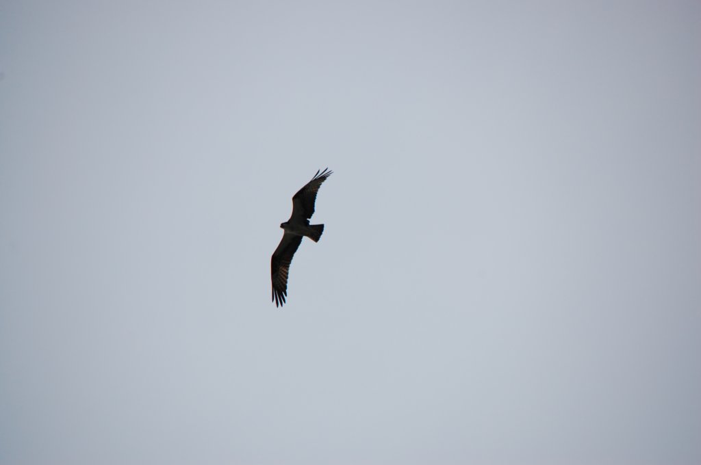 dsc_0070.jpg