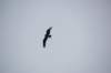 dsc_0070_small.jpg
