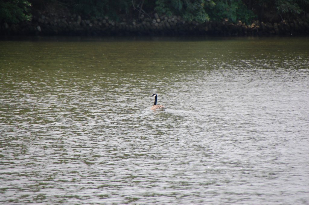 dsc_0096.jpg