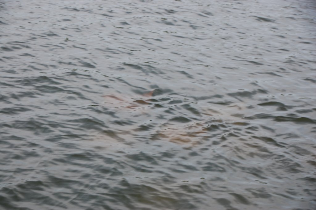 dsc_0368.jpg
