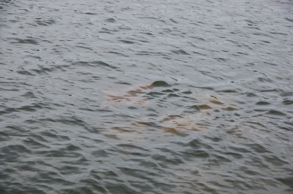 dsc_0369.jpg
