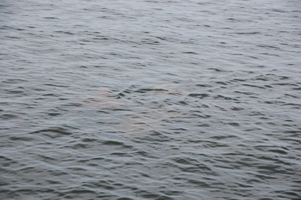 dsc_0372.jpg