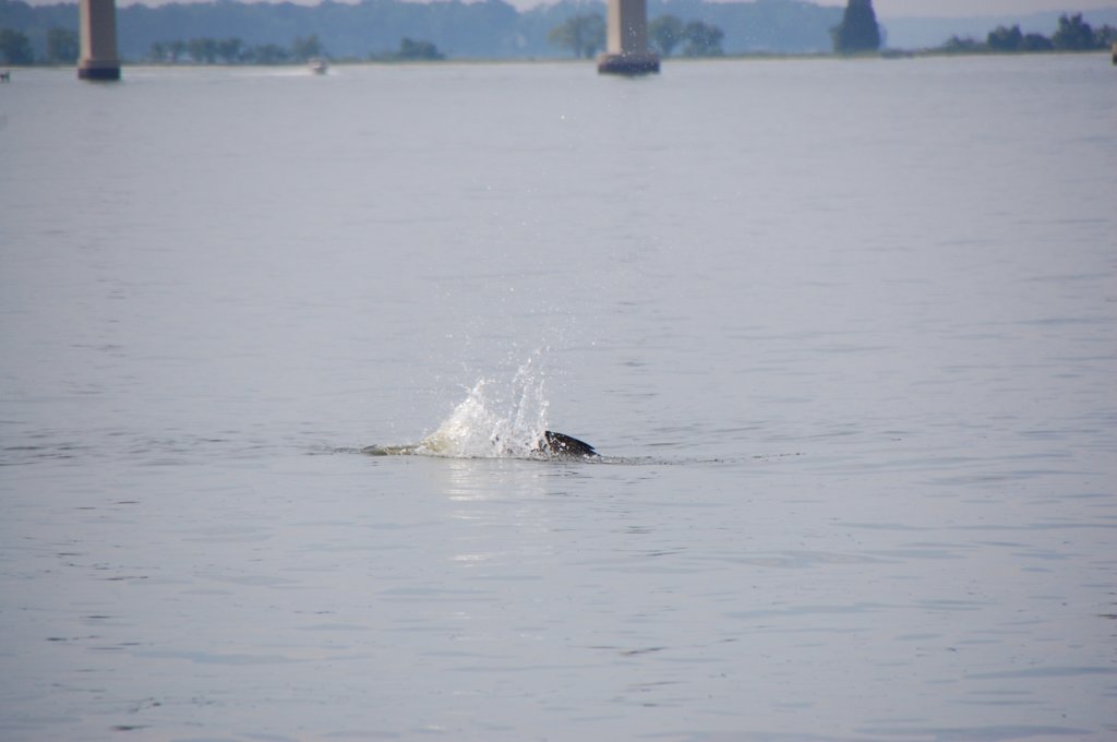 dsc_0485.jpg