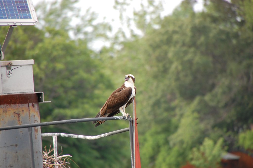 dsc_0511.jpg