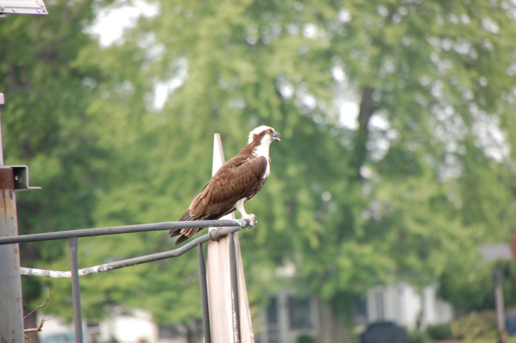 dsc_0517.jpg