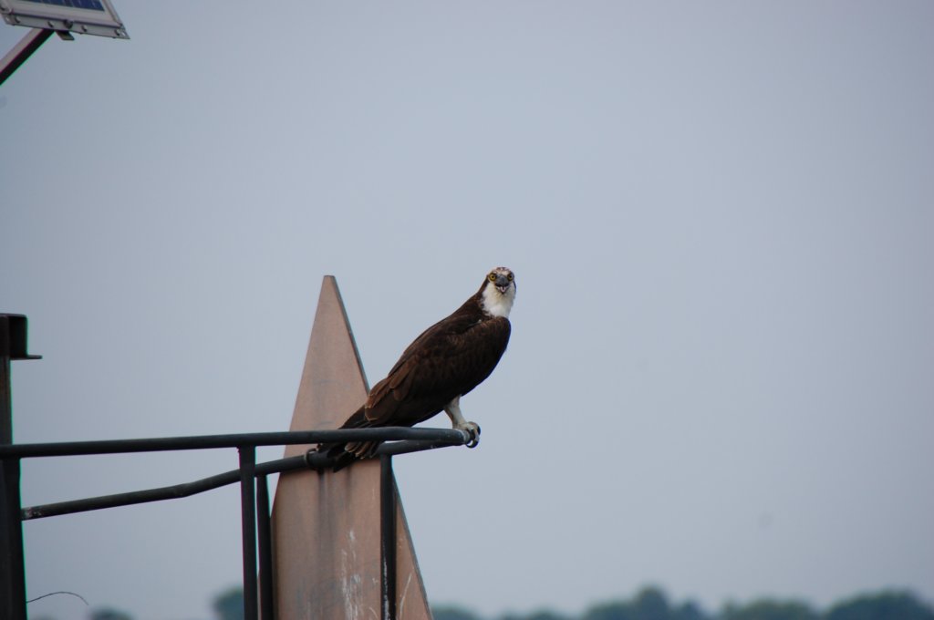 dsc_0520.jpg