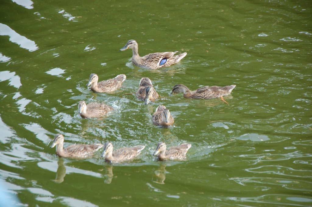 dsc_0533.jpg