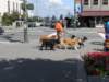 dscn0917_small.jpg