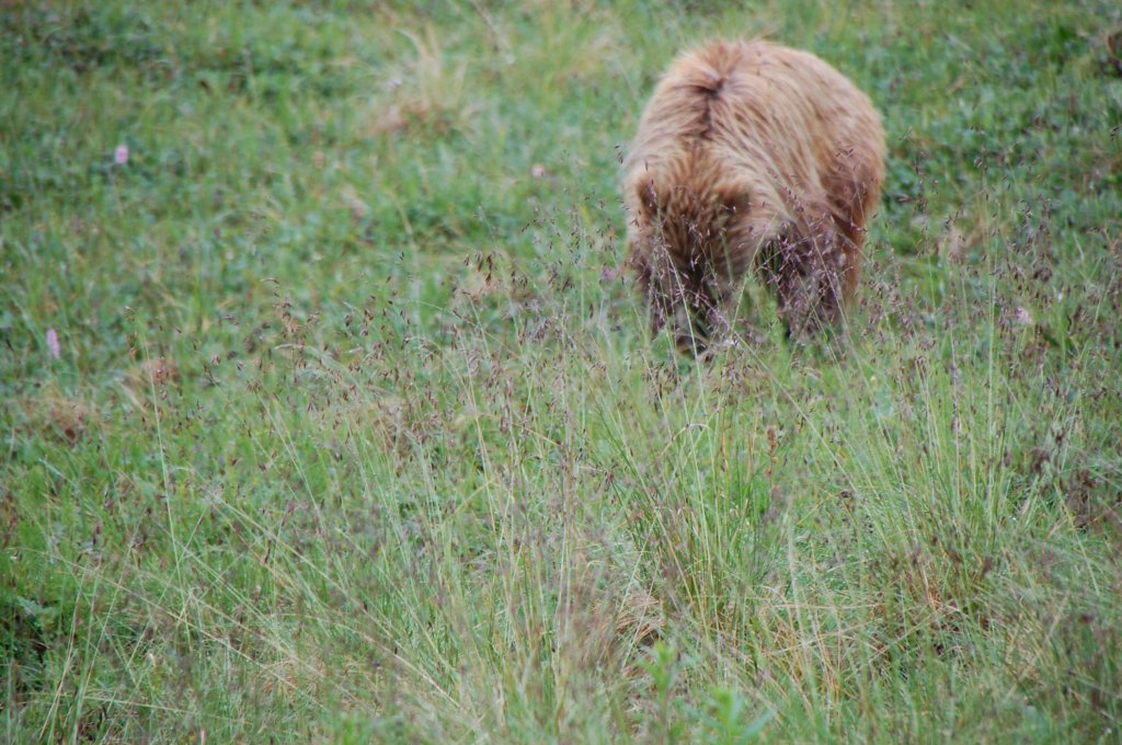 dsc_0966.jpg