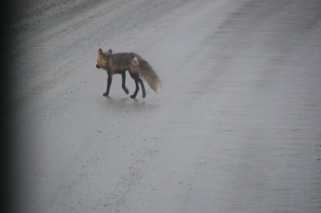 dsc_1009.jpg