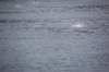 dsc_1097_small.jpg