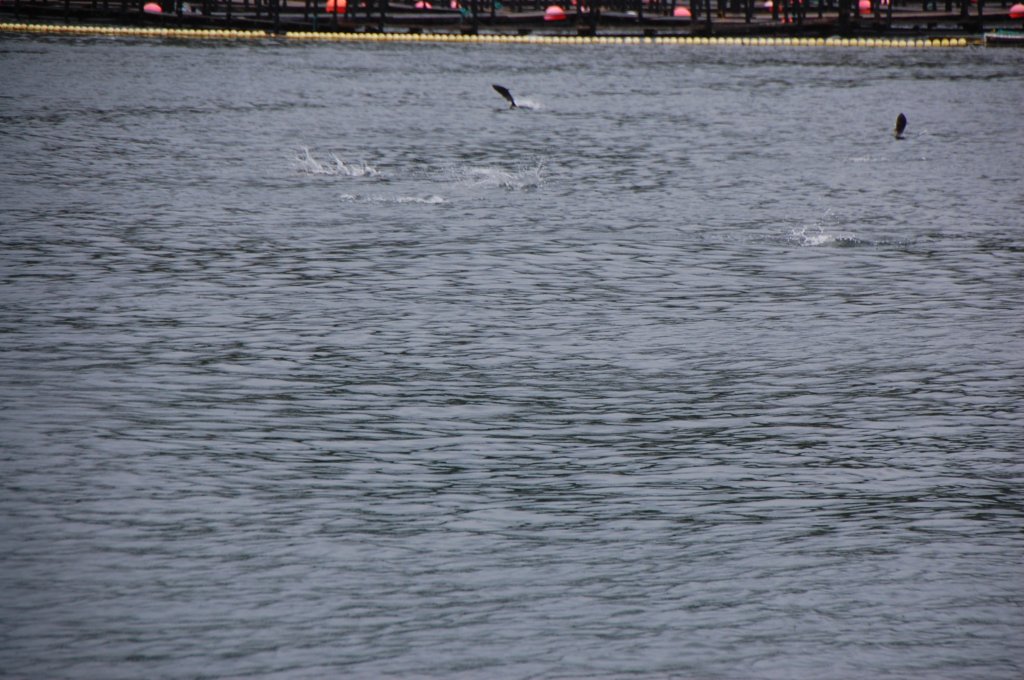 dsc_1099.jpg