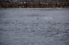 dsc_1101_small.jpg