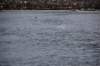 dsc_1102_small.jpg