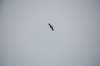 dsc_1114_small.jpg