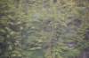 dsc_1116_small.jpg