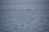 dsc_1167_small.jpg