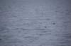 dsc_1214_small.jpg