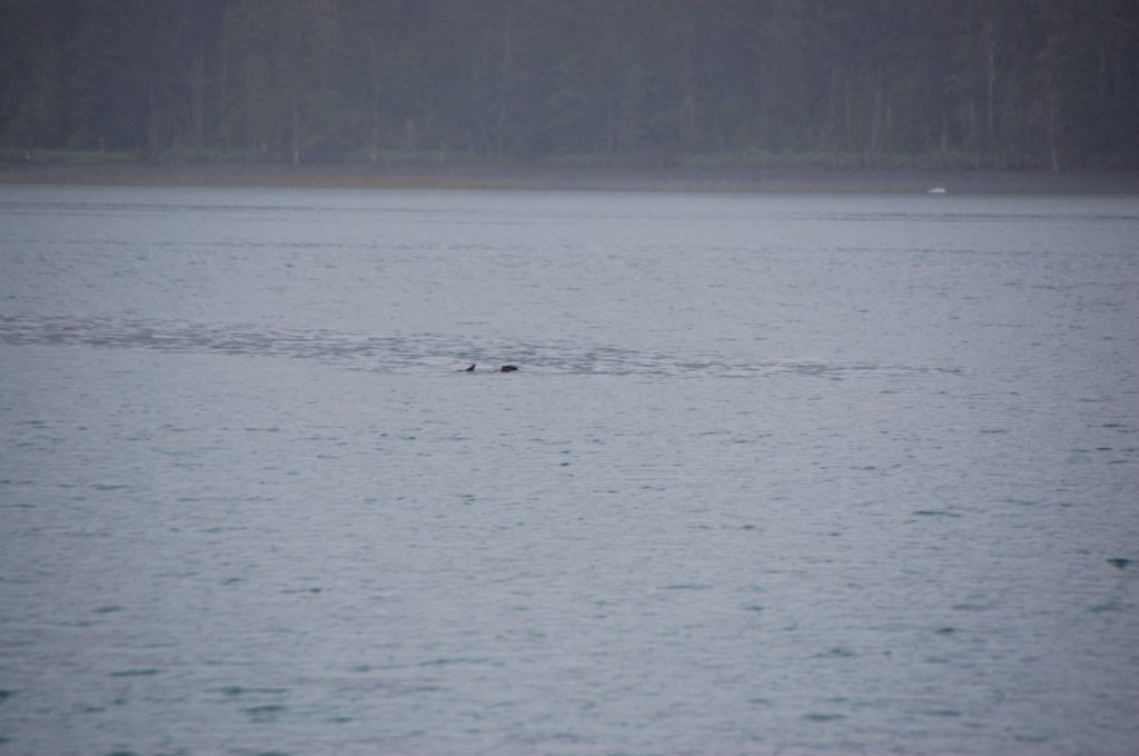 dsc_1264.jpg