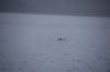 dsc_1272_small.jpg
