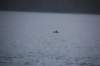 dsc_1277_small.jpg