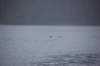 dsc_1279_small.jpg