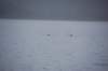 dsc_1280_small.jpg