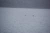 dsc_1282_small.jpg