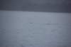dsc_1285_small.jpg