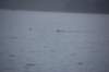 dsc_1286_small.jpg