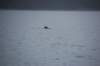 dsc_1287_small.jpg