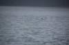 dsc_1290_small.jpg