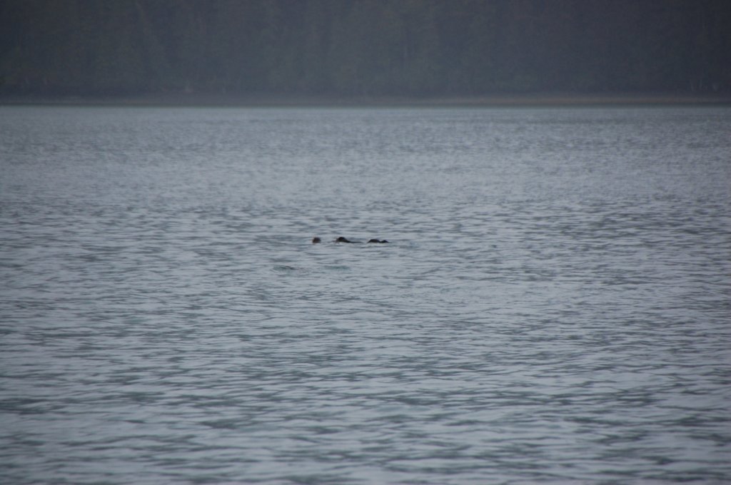 dsc_1291.jpg