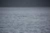 dsc_1291_small.jpg