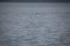 dsc_1293_small.jpg