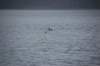 dsc_1295_small.jpg
