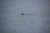 dsc_1296_small.jpg