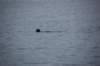 dsc_1299_small.jpg