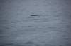 dsc_1301_small.jpg