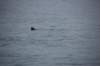 dsc_1304_small.jpg