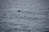dsc_1310_small.jpg