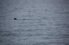 dsc_1312_small.jpg