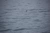 dsc_1314_small.jpg