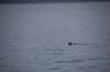 dsc_1316_small.jpg