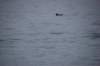 dsc_1317_small.jpg